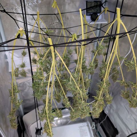 Pineapple Express F1  growlog timeline photo