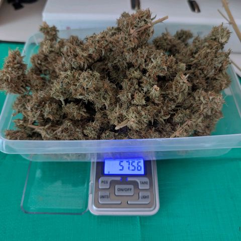 Pineapple Express F1  growlog timeline photo