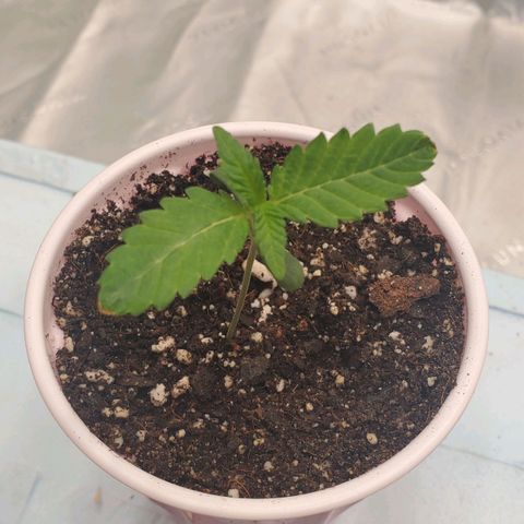 Section A (Solfire) growlog photo: Brown tips fading