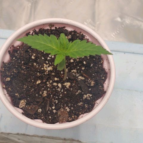 Hella Jelly (HSC) growlog photo: Looks good