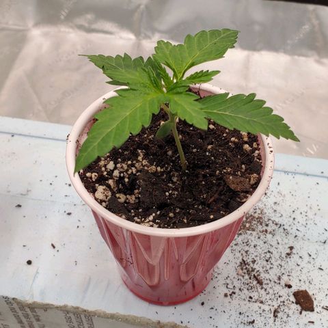 Hella Jelly (HSC) growlog photo: Looking good
