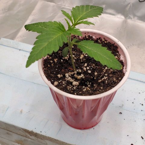 Section A (Solfire) growlog photo: New leaves no damage