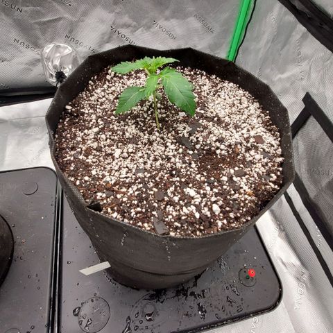 Section A (Solfire) growlog timeline photo
