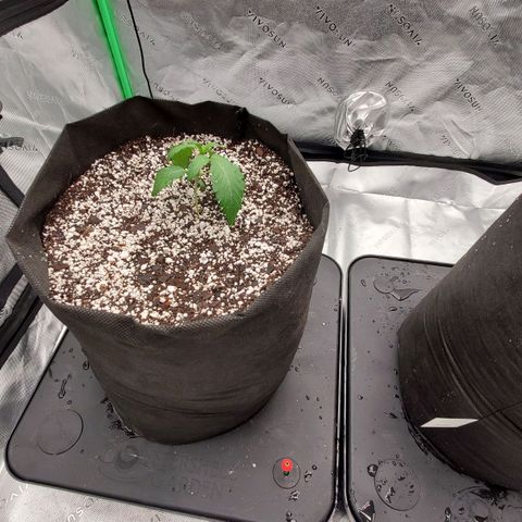 Section A (Solfire) growlog timeline photo