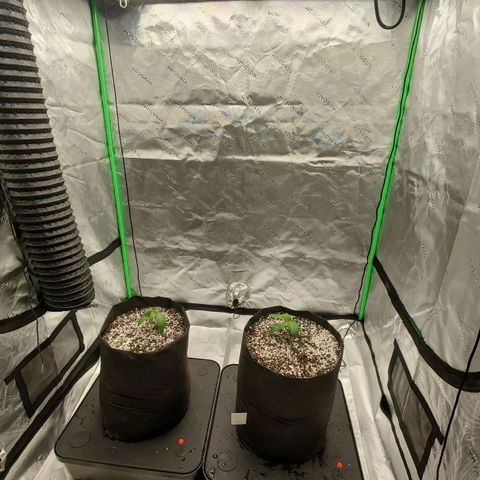 Section A (Solfire) growlog timeline photo