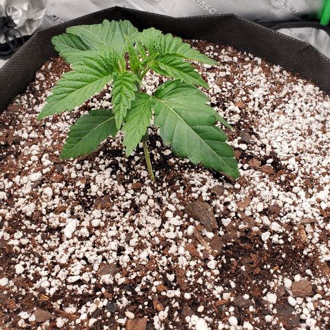 Hella Jelly (HSC) growlog timeline photo