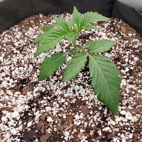 Section A (Solfire) growlog timeline photo
