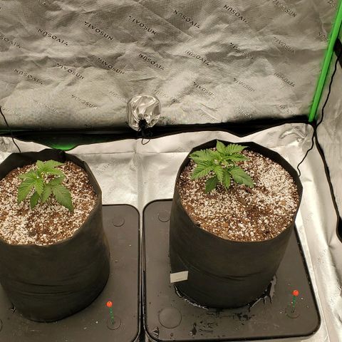 Section A (Solfire) growlog photo: Just before 6 days vacation