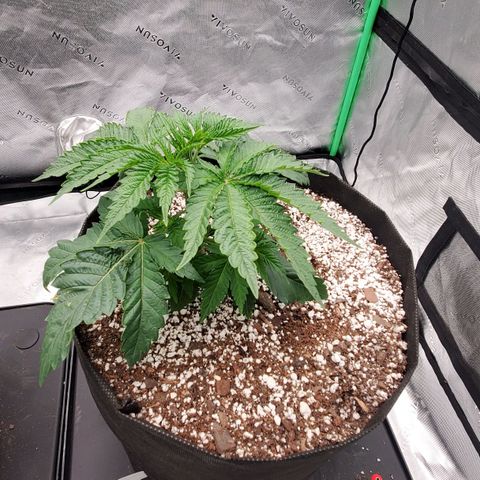 Hella Jelly (HSC) growlog photo: Some tacoing from heat and light