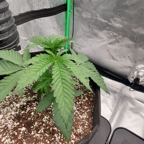 Section A (Solfire) growlog photo: Large leaves. Seems to love the light. Large spacing on branches 