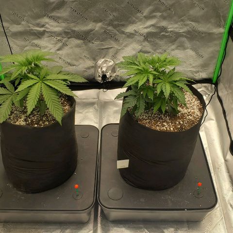Section A (Solfire) growlog timeline photo