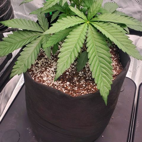 Section A (Solfire) growlog timeline photo