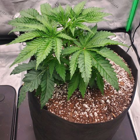 Section A (Solfire) growlog timeline photo