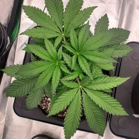Hella Jelly (HSC) growlog timeline photo