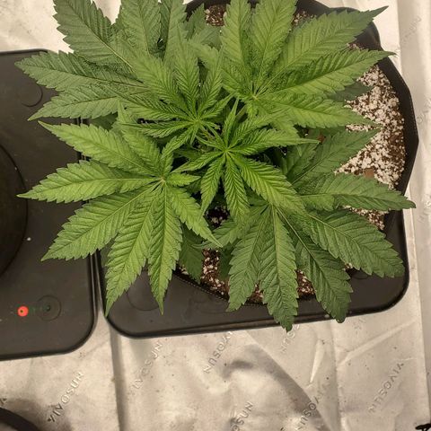 Section A (Solfire) growlog timeline photo