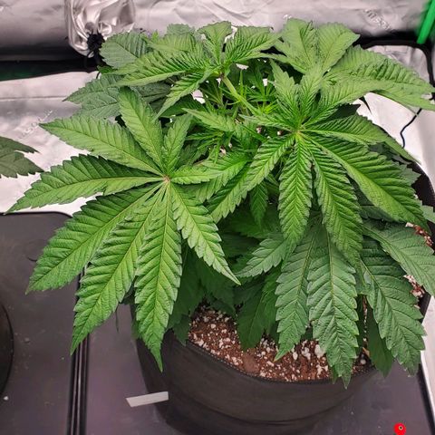 Hella Jelly (HSC) growlog timeline photo