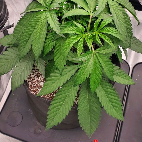 Section A (Solfire) growlog timeline photo