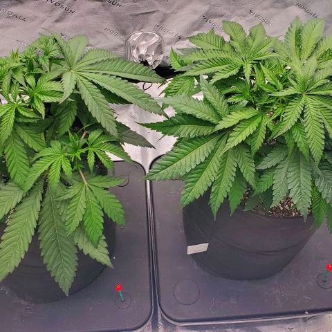 Section A (Solfire) growlog timeline photo