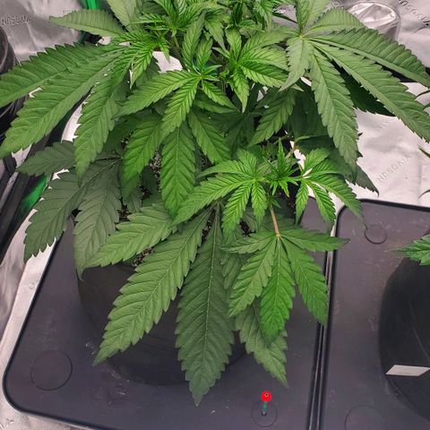 Section A (Solfire) growlog timeline photo