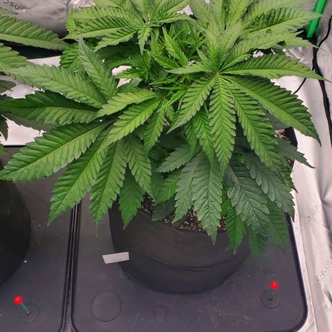 Hella Jelly (HSC) growlog timeline photo
