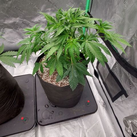 Hella Jelly (HSC) growlog photo: Defoliation