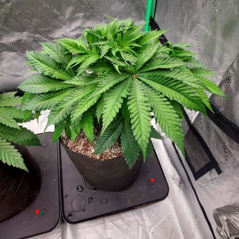 Hella Jelly (HSC) growlog photo: Defoliation