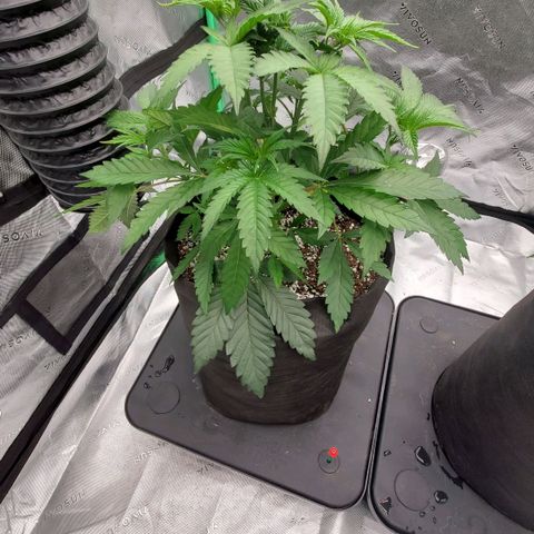 Section A (Solfire) growlog photo: Defoliation