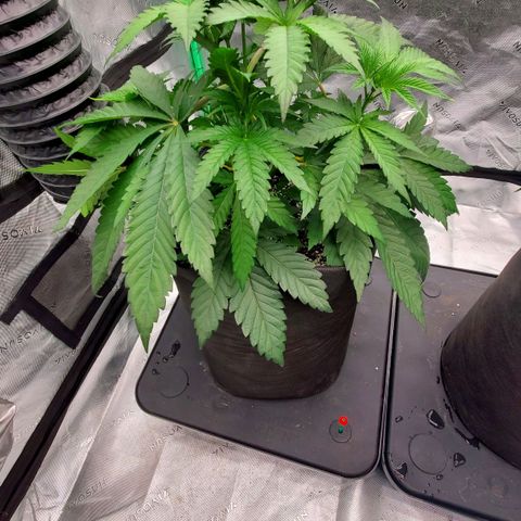 Section A (Solfire) growlog photo: Defoliation
