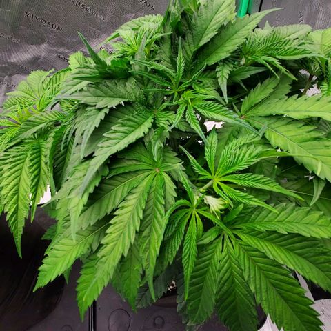 Hella Jelly (HSC) growlog photo: Looking good