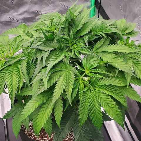 Hella Jelly (HSC) growlog photo: Looking good