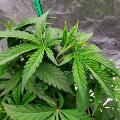 Section A (Solfire) growlog photo: Upper most leaves have some yellow fringing. Lower leaves look perfect. Possible light burn?