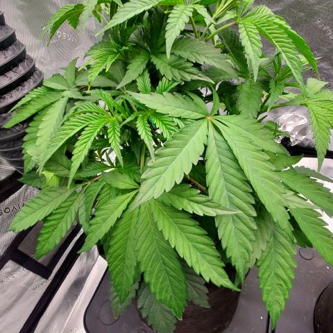 Section A (Solfire) growlog photo: Upper most leaves have some yellow fringing. Lower leaves look perfect. Possible light burn?
