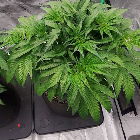 Hella Jelly (HSC) growlog photo: Plant is approx. 15" tall. Very compact, dense with tight spacing. Smell is great. Canopy is very tight, lower sites without light are sparse. Dropping one hour per day this week to kick off flower.