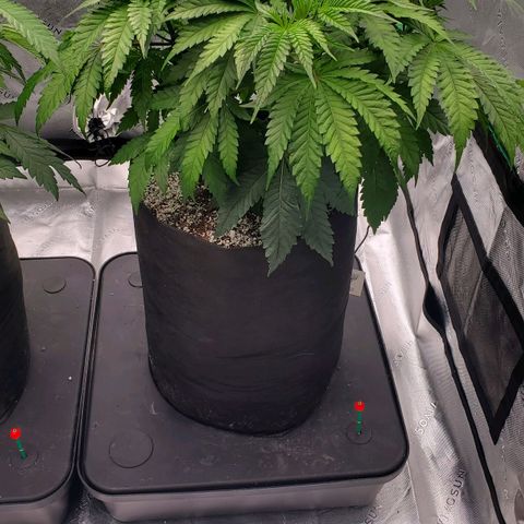 Hella Jelly (HSC) growlog photo: Plant is approx. 15" tall. Very compact, dense with tight spacing. Smell is great. Canopy is very tight, lower sites without light are sparse. Dropping one hour per day this week to kick off flower.