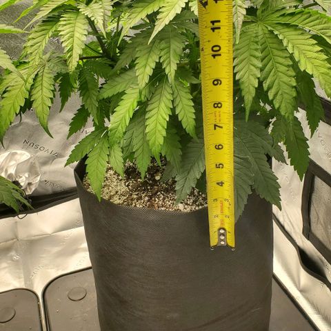 Hella Jelly (HSC) growlog photo: Plant is approx. 15" tall. Very compact, dense with tight spacing. Smell is great. Canopy is very tight, lower sites without light are sparse. Dropping one hour per day this week to kick off flower.