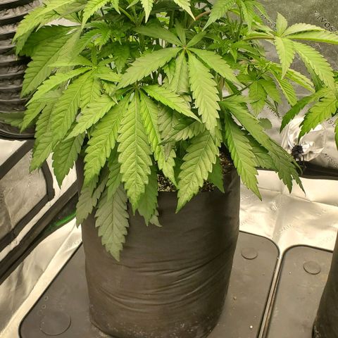 Section A (Solfire) growlog photo: Approx. 18" tall. Starting to space out between nodes. Still fairly compact. Dropping one hour per day to start flower this week. Smell is sweet. Some yellowing of tips at top, new bud sites.