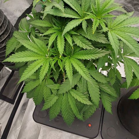 Section A (Solfire) growlog photo: Approx. 18" tall. Starting to space out between nodes. Still fairly compact. Dropping one hour per day to start flower this week. Smell is sweet. Some yellowing of tips at top, new bud sites.