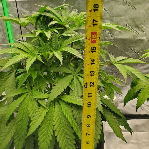 Section A (Solfire) growlog photo: Approx. 18" tall. Starting to space out between nodes. Still fairly compact. Dropping one hour per day to start flower this week. Smell is sweet. Some yellowing of tips at top, new bud sites.