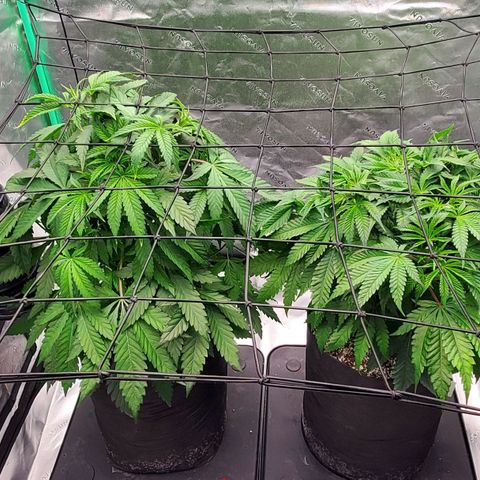 Section A (Solfire) growlog timeline photo