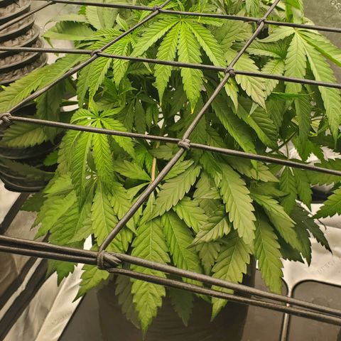 Section A (Solfire) growlog timeline photo