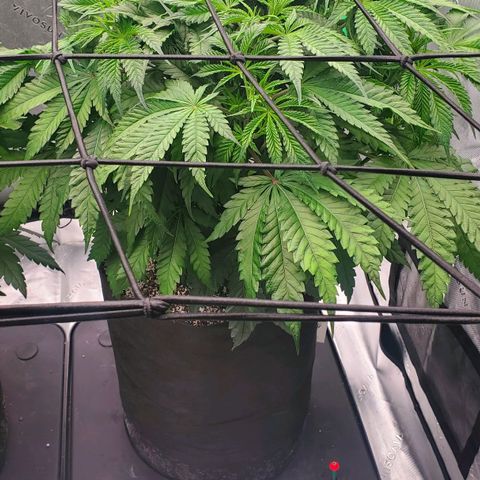Hella Jelly (HSC) growlog timeline photo