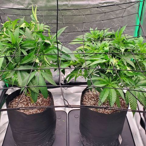 Section A (Solfire) growlog photo: Section A continues to have yellow tips on new growth. Some worse than others. Hella is perfect.