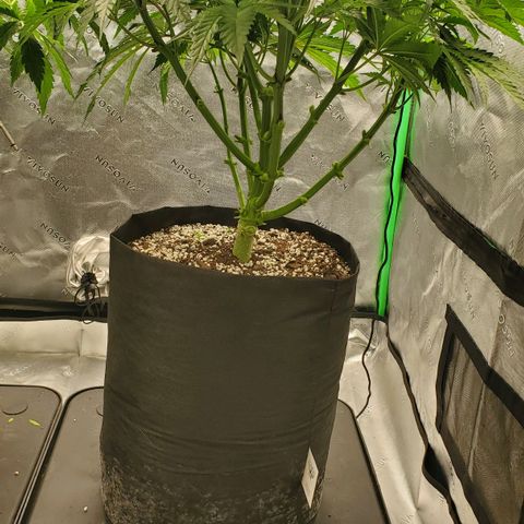 Section A (Solfire) growlog photo: Section A continues to have yellow tips on new growth. Some worse than others. Hella is perfect.