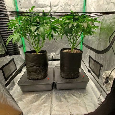 Section A (Solfire) growlog photo: Section A continues to have yellow tips on new growth. Some worse than others. Hella is perfect.
