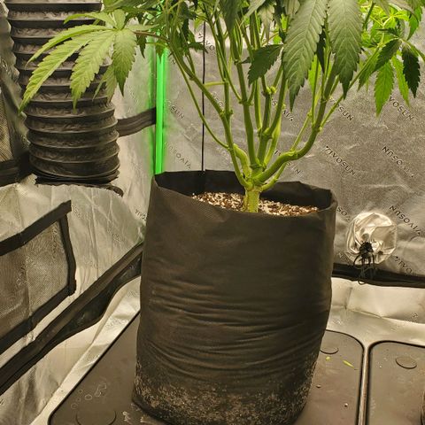Section A (Solfire) growlog photo: Section A continues to have yellow tips on new growth. Some worse than others. Hella is perfect.