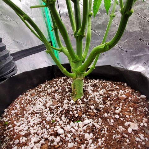 Section A (Solfire) growlog photo: Trunks are thick!