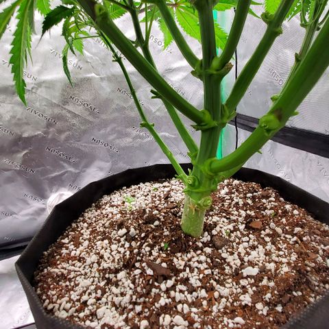 Section A (Solfire) growlog photo: Trunks are thick!