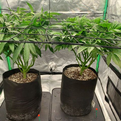 Section A (Solfire) growlog timeline photo