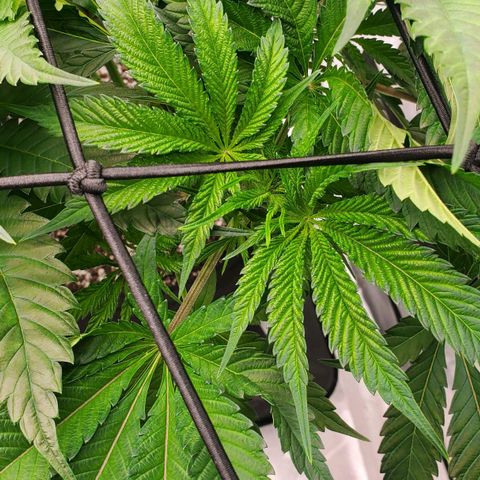Section A (Solfire) growlog timeline photo