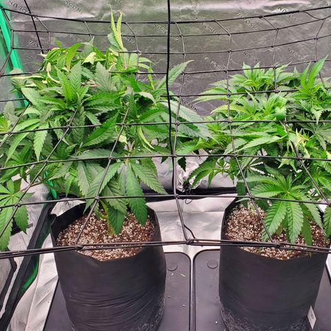 Section A (Solfire) growlog timeline photo